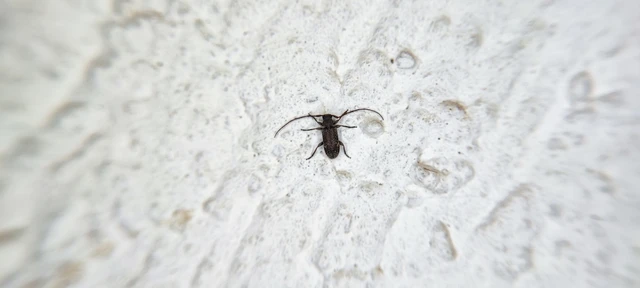 Exocentrus adspersus - tölgyfa-rőzsecincér