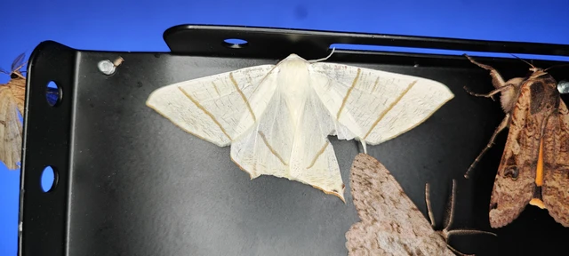 Ourapteryx sambucaria - fecskefarkú araszoló