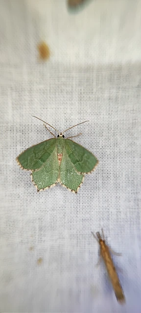 Hemithea aestivaria - nyír-zöldaraszoló