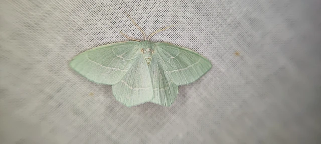Hemistola chrysoprasaria - kékes zöldaraszoló