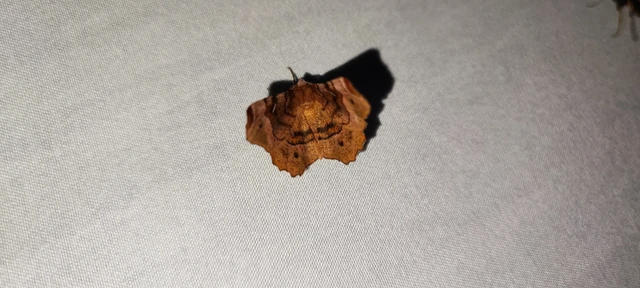 Selenia tetralunaria - négyfoltos holdasaraszoló
