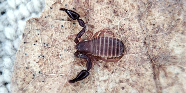 Pseudoscorpionida - Álskorpiók
