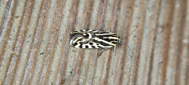 Emmelia trabealis - zebrabagoly