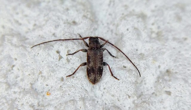 Exocentrus adspersus - tölgyfa-rőzsecincér