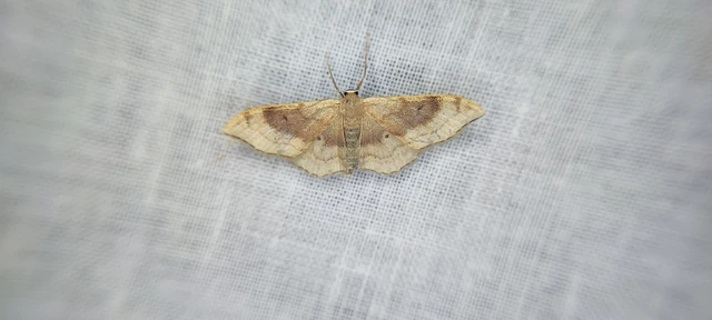 Idaea degeneraria - barnasávos araszoló