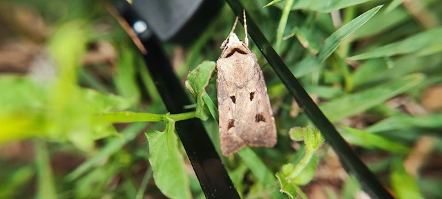 Agrotis exclamationis - felkiáltójeles földibagoly