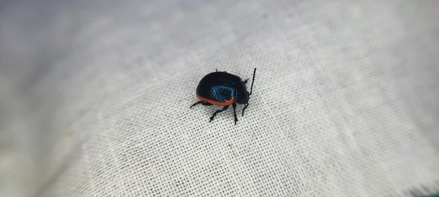 Chrysolina rossia - trapézhátú szegélyeslevelész