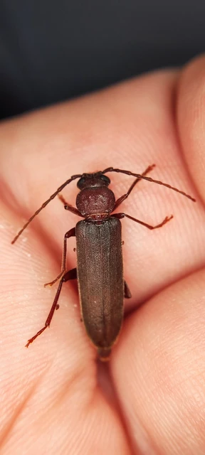 Arhopalus rusticus - gödrösnyakú cincér