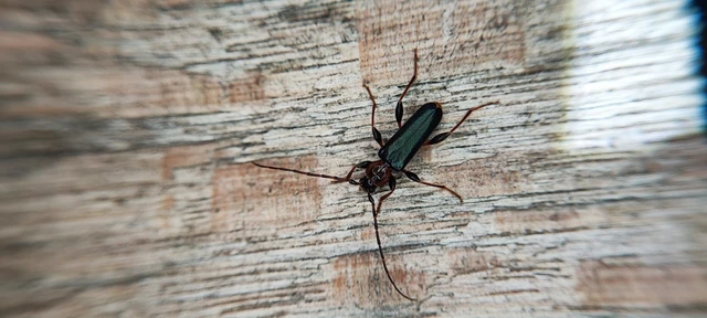 Phymatodes testaceus - változékony korongcincér Phymatodes testaceus - változékony korongcincér