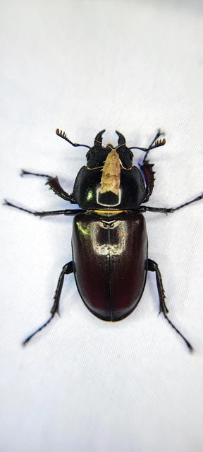 Lucanus cervus - nagy szarvasbogár
