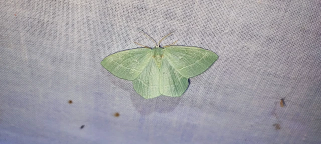 Hemistola chrysoprasaria - kékes zöldaraszoló