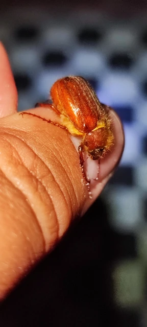 Holochelus vernus - tavaszi cserebogár