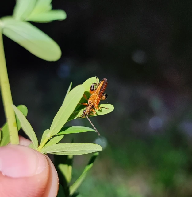 Oedemera podagrariae - székfű-álcincér
