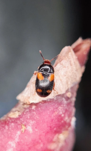 Mycetophagus quadripustulatus - négyfoltos gombabogár