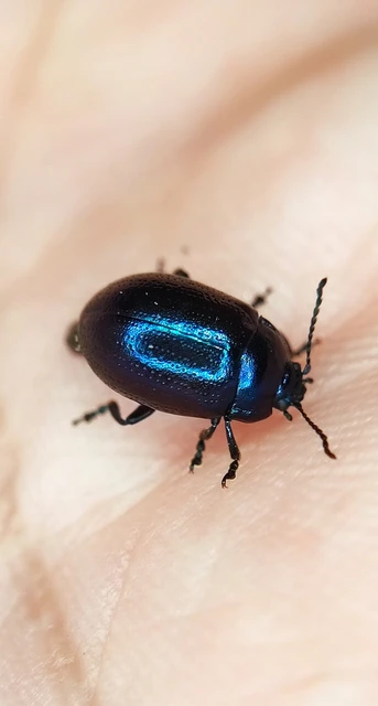 Chrysolina cuprina - pontozott orbáncfűlevelész