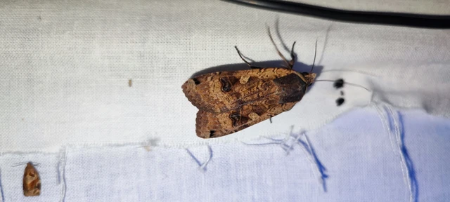Noctua pronuba - nagy sárgafűbagoly