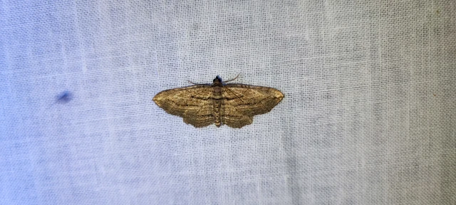 Horisme corticata - barna iszalagaraszoló