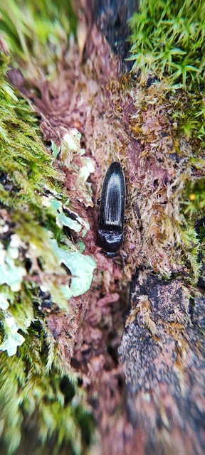 Elateridae - pattanóbogárfélék