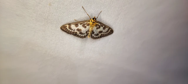 Anania hortulata - tarka csalánmoly