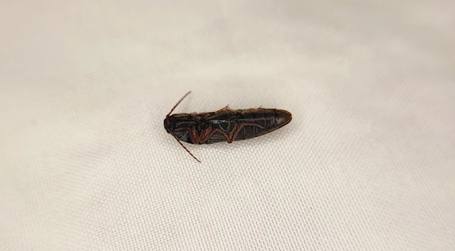 Elateridae - pattanóbogárfélék