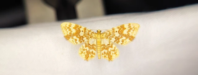 Hydrelia flammeolaria - narancssárga araszoló