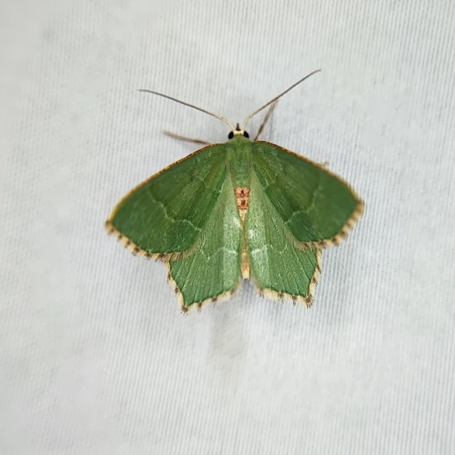 Hemithea aestivaria - nyír-zöldaraszoló