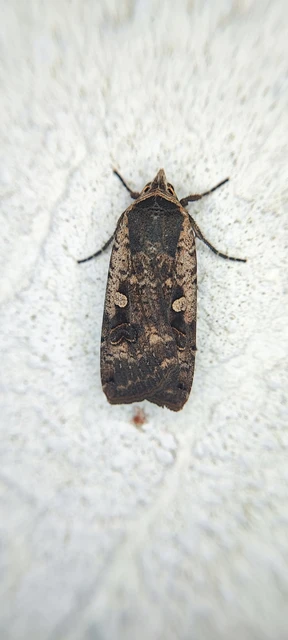 Noctua pronuba - nagy sárgafűbagoly