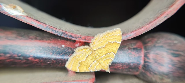 Camptogramma bilineata - kétvonalas sávosaraszoló