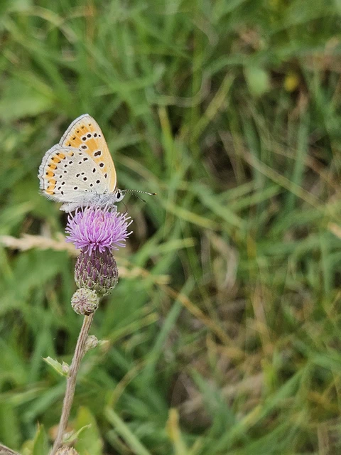 Lycaena thersamon - kis tűzlepke