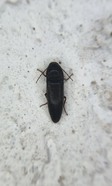 Elateridae - pattanóbogárfélék
