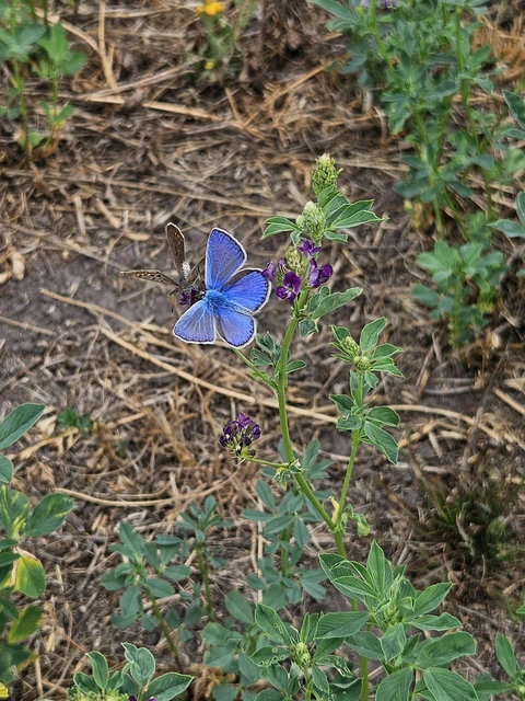 Polyommatus icarus - közönséges boglárka