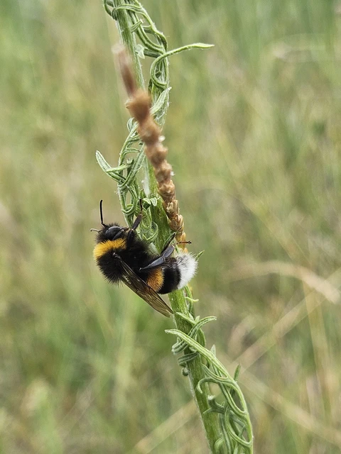 Bombus - poszméhek
