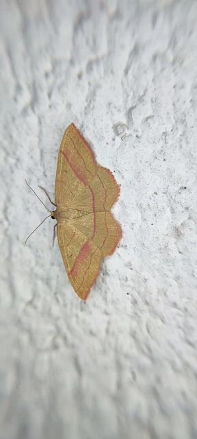 Rhodostrophia vibicaria - pirosszélű araszoló