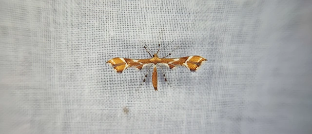 Pterophoridae - tollasmolyfélék