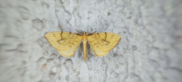 Eulithis pyraliata - sárga galajaraszoló