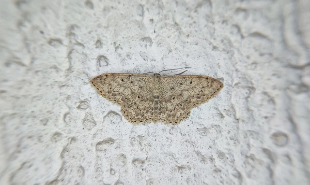 Scopula marginepunctata - pettyes sávosaraszoló