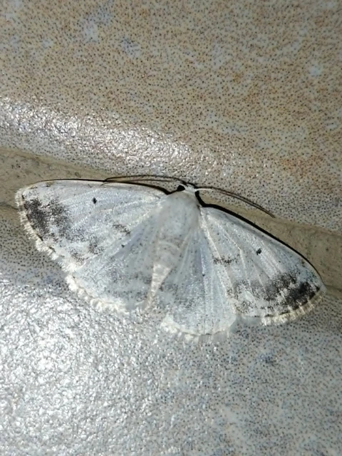 Lomographa temerata - foltos fehéraraszoló