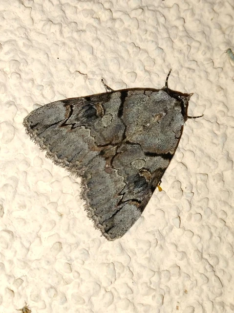 Catocala hymenaea - kökény-övesbagoly