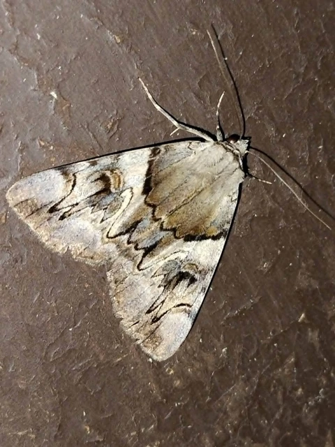 Catocala fulminea - galagonya-övesbagoly