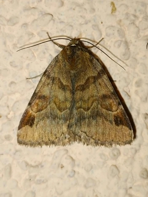 Euclidia glyphica - közönséges nappalibagoly
