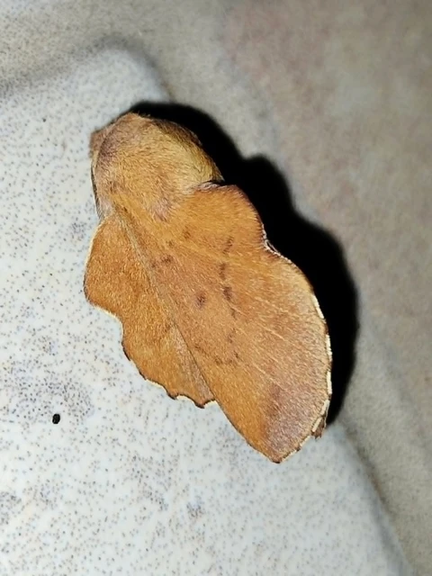 Phyllodesma tremulifolia - nyárlevélpohók