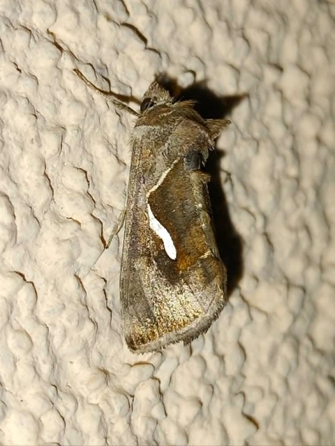 Macdunnoughia confusa - cseppfoltos ezüstbagoly