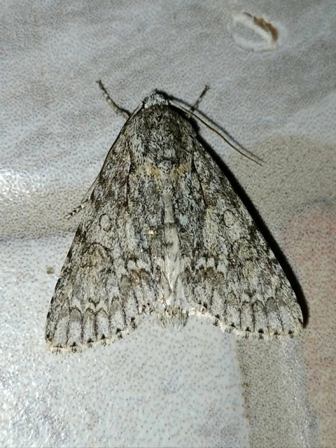 Acronicta aceris - vadgesztenye-szigonyosbagoly