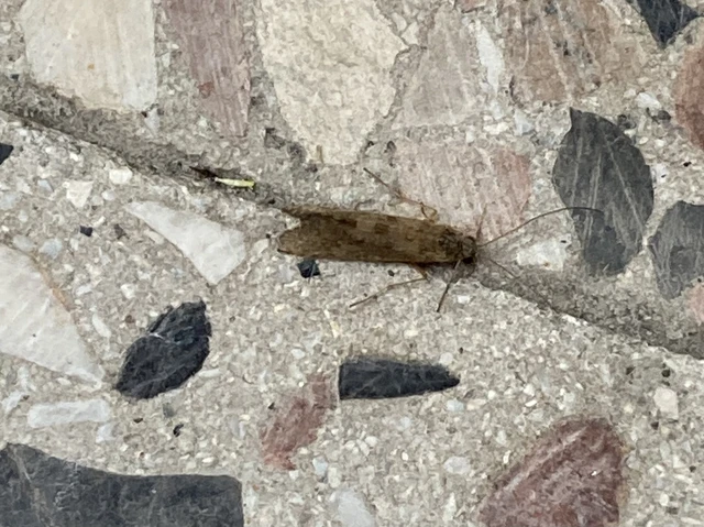 Trichoptera - Tegzesek