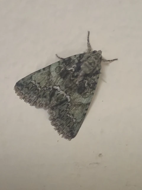 Polyphaenis sericata - selyemfényű erdeibagoly
