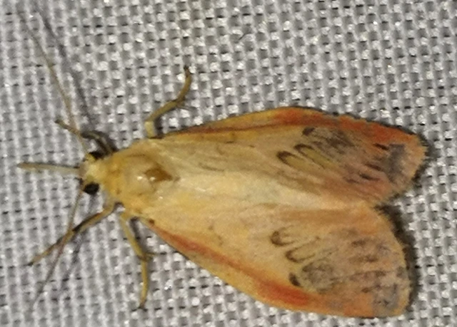 Miltochrista miniata - piros medvelepke