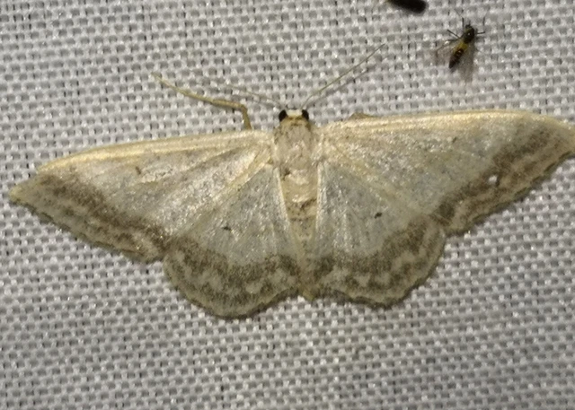 Idaea deversaria - egyszínű sávosaraszoló