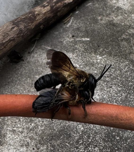 Megachile sculpturalis - óriás művészméh