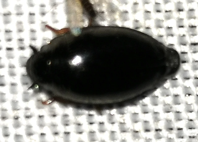 Gyrinidae - keringőbogárfélék