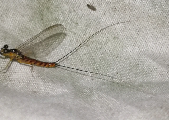 Electrogena ujhelyii